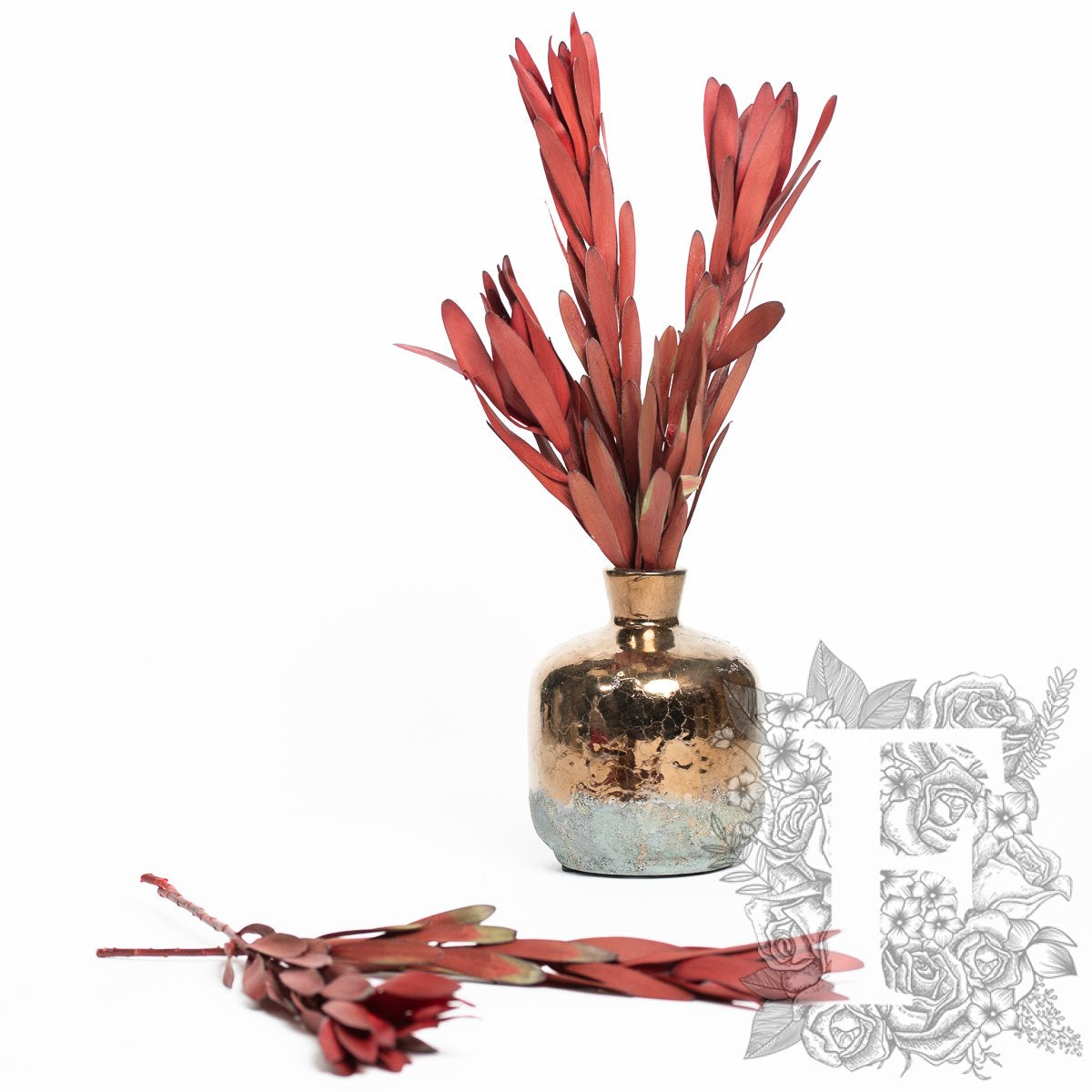 Leucadendron Red 1