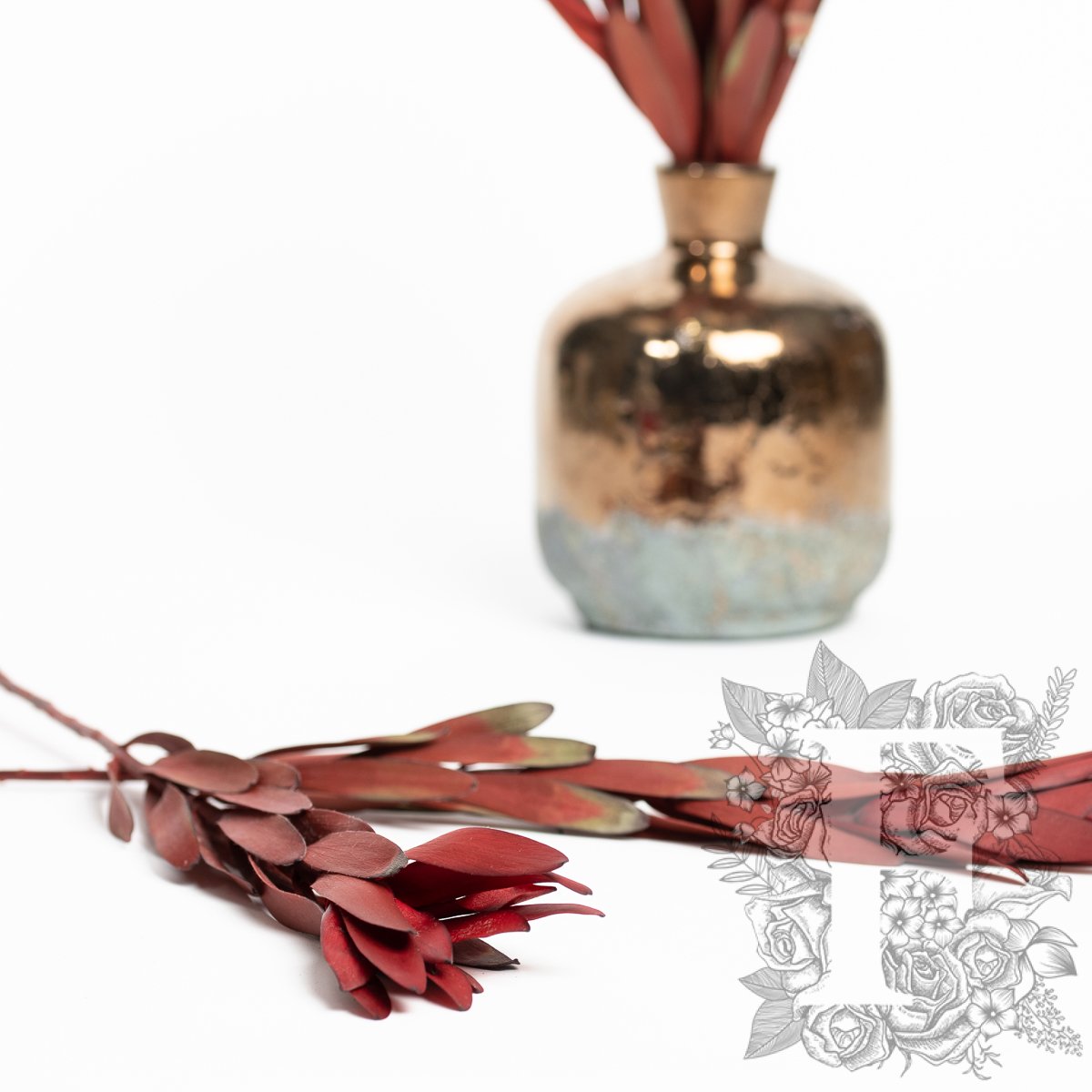 Leucadendron Red 2