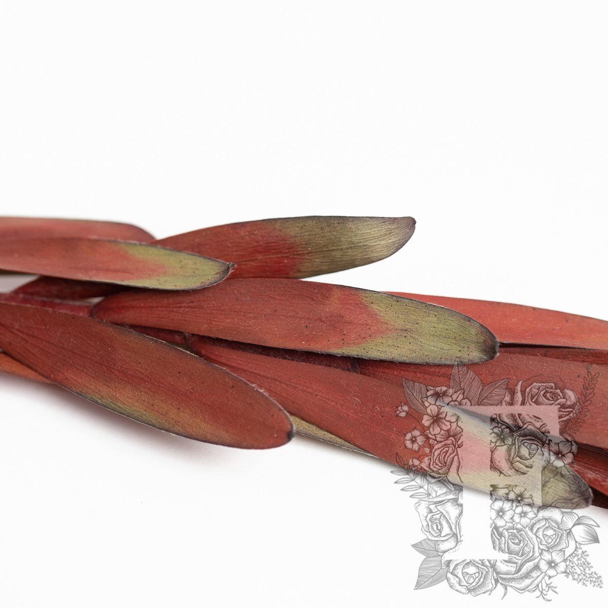 Leucadendron Red 3