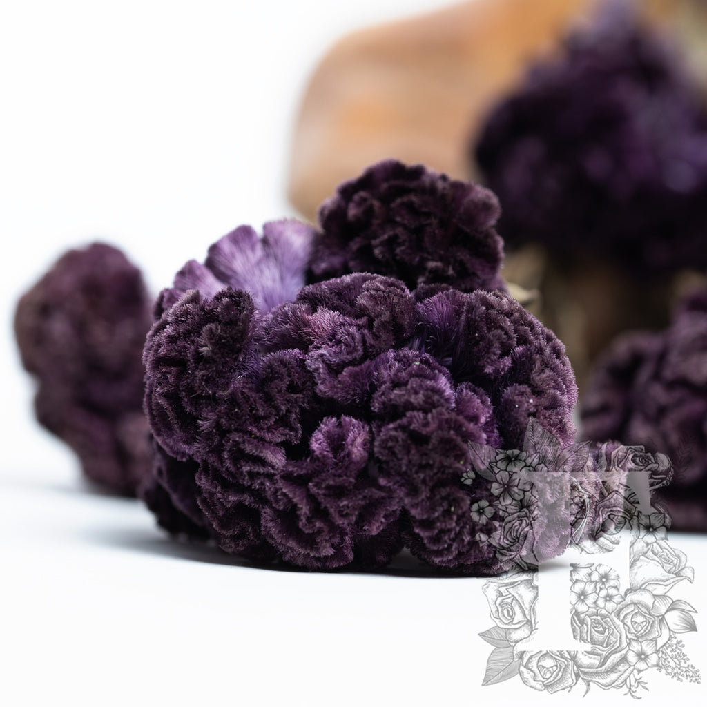 Celosia - 5 Stems (Copy)
