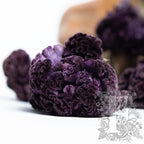 Celosia - 5 Stems (Copy)