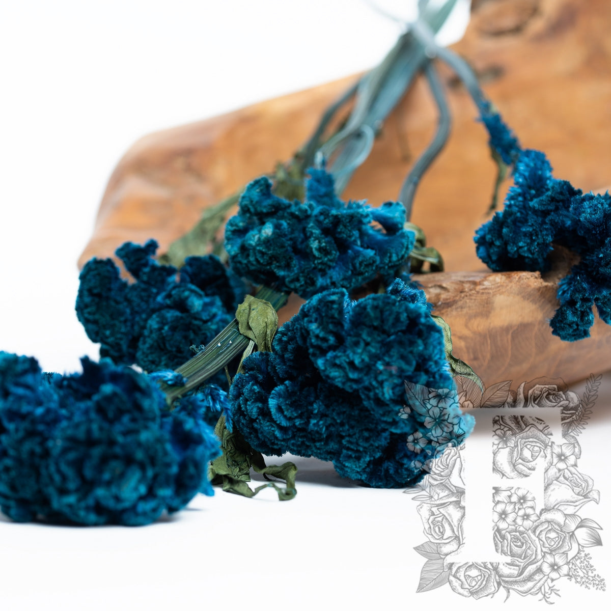 Celosia - 5 Stems (Copy)