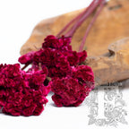 Celosia - 5 Stems (Copy)