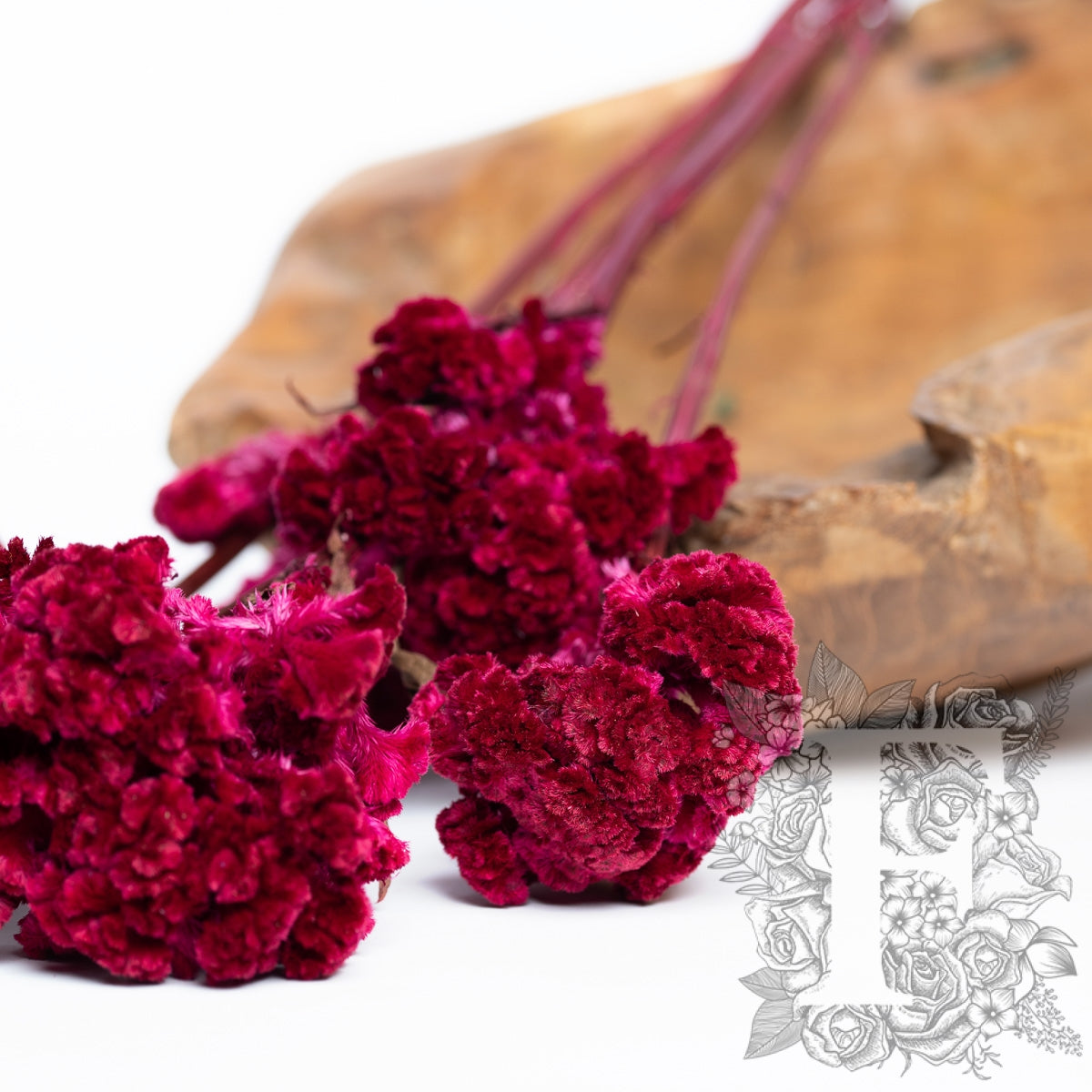 Celosia - 5 Stems (Copy)
