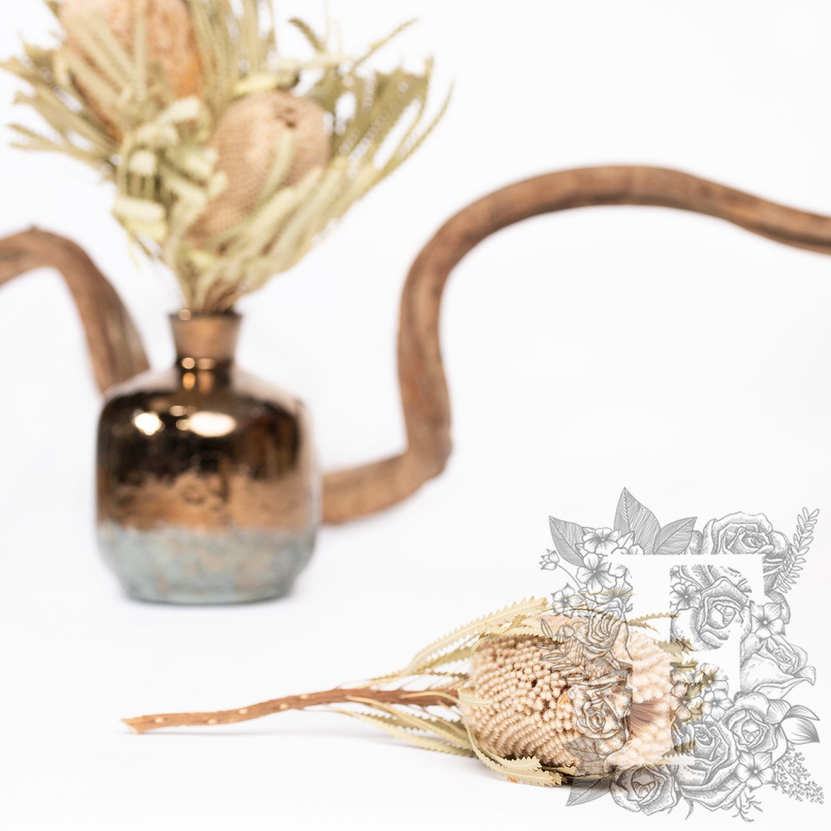 Banksia Hookerana - Stem