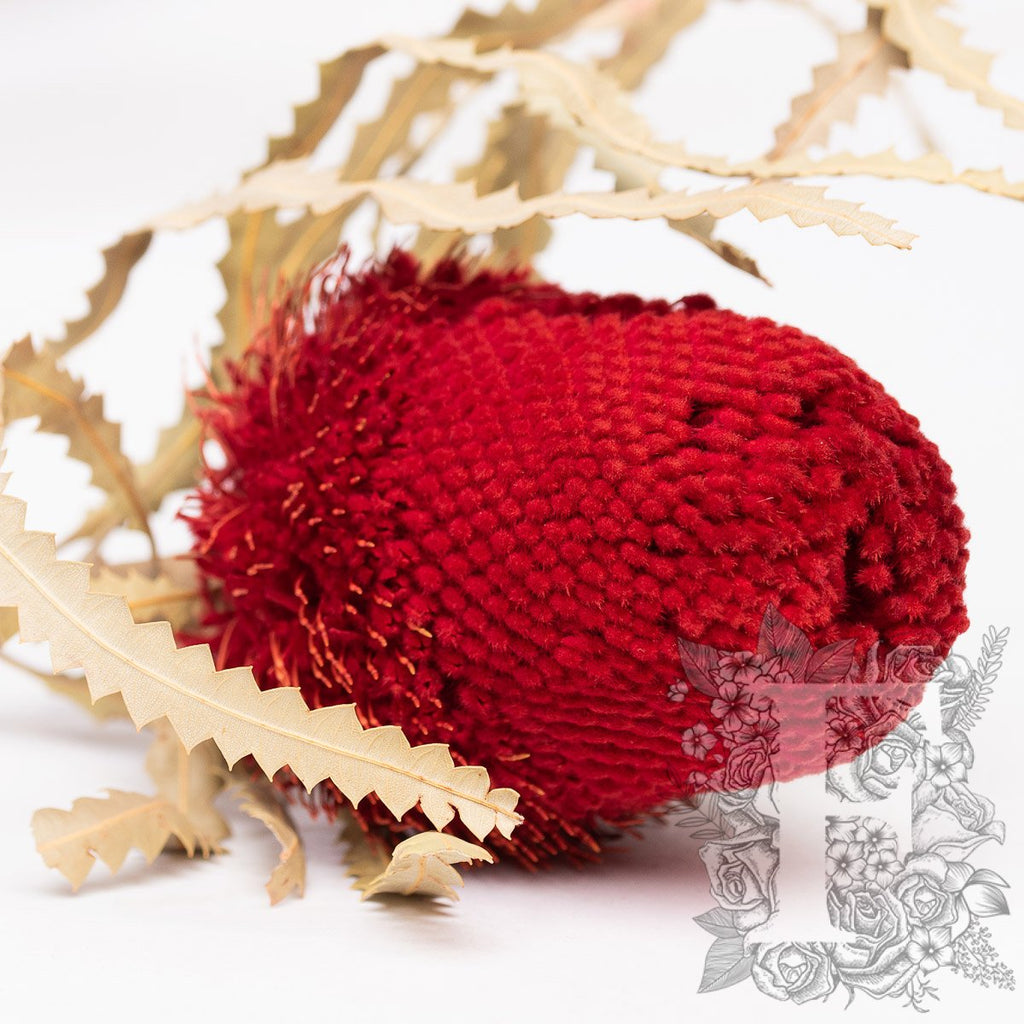 Hookerana Red 2