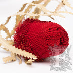 Hookerana Red 2