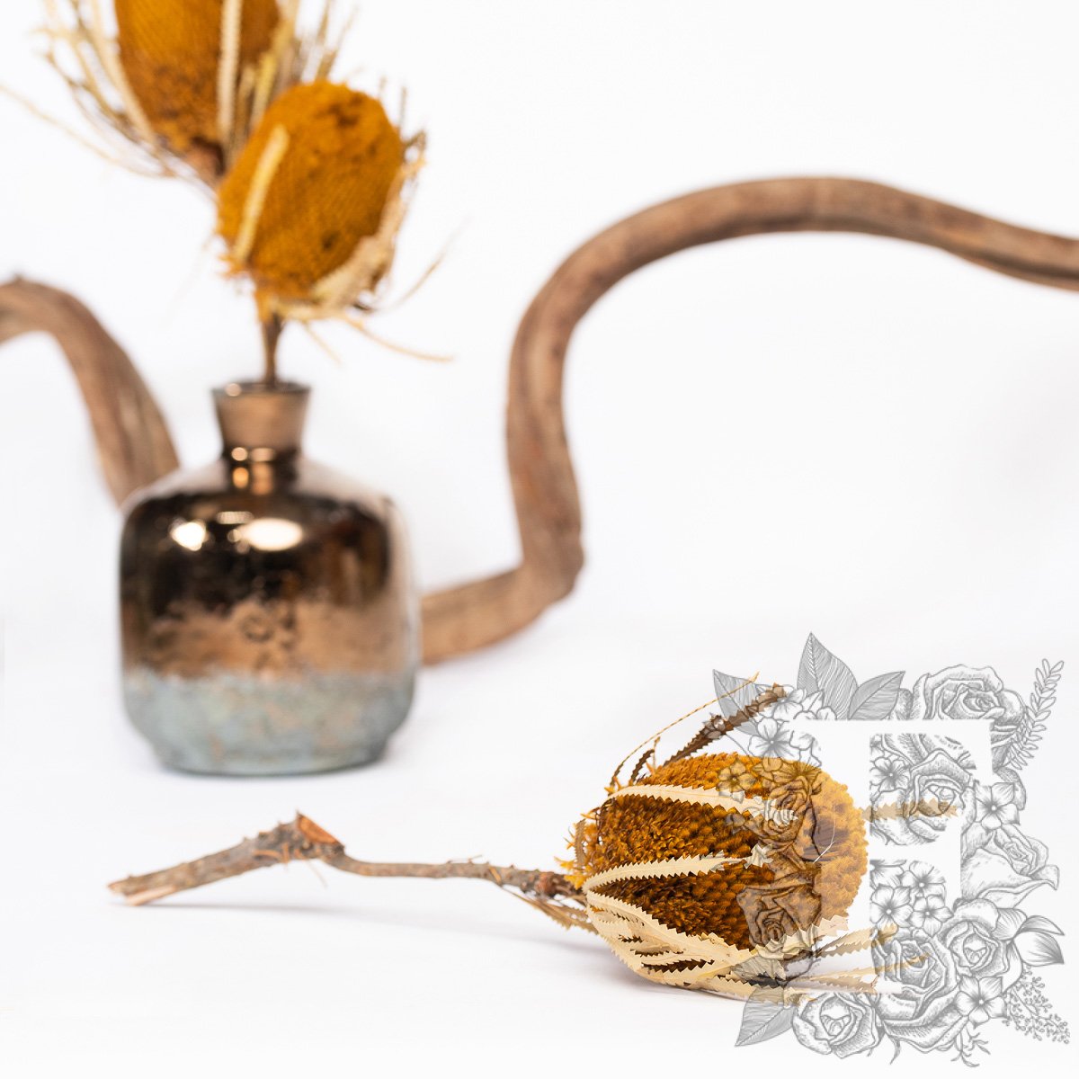 Banksia Hookerana - Stem