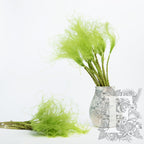 Stypha Penata - Bunch