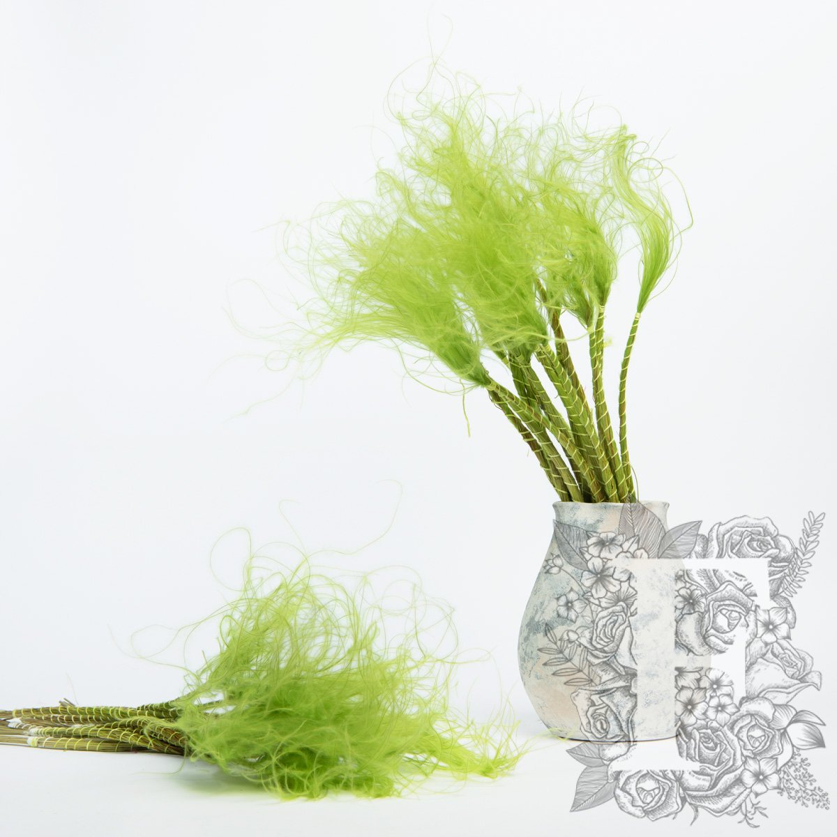 Stypha Penata - Bunch