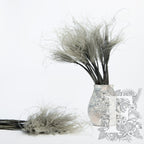 stypha grey 1