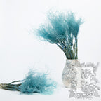 Stypha Penata - Bunch