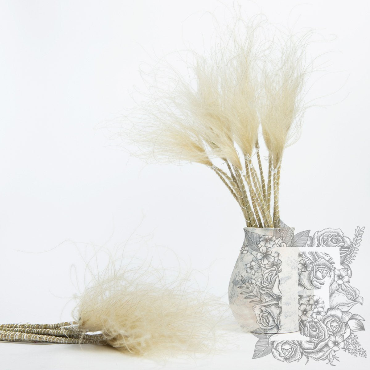 Stypha Penata - Bunch
