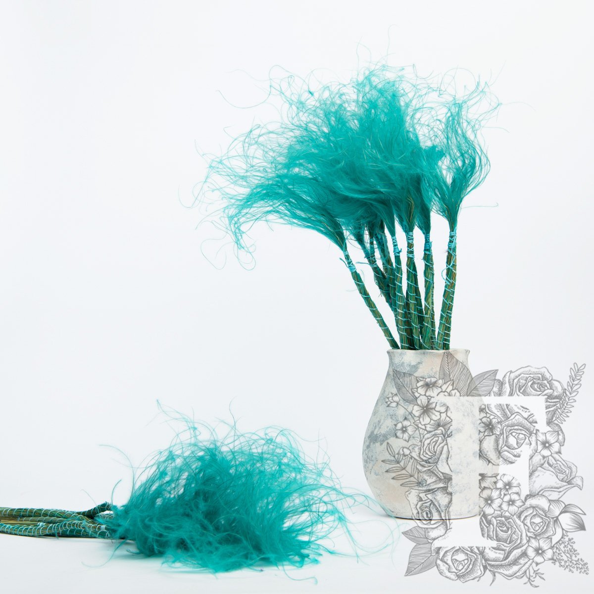 Stypha Penata - Bunch