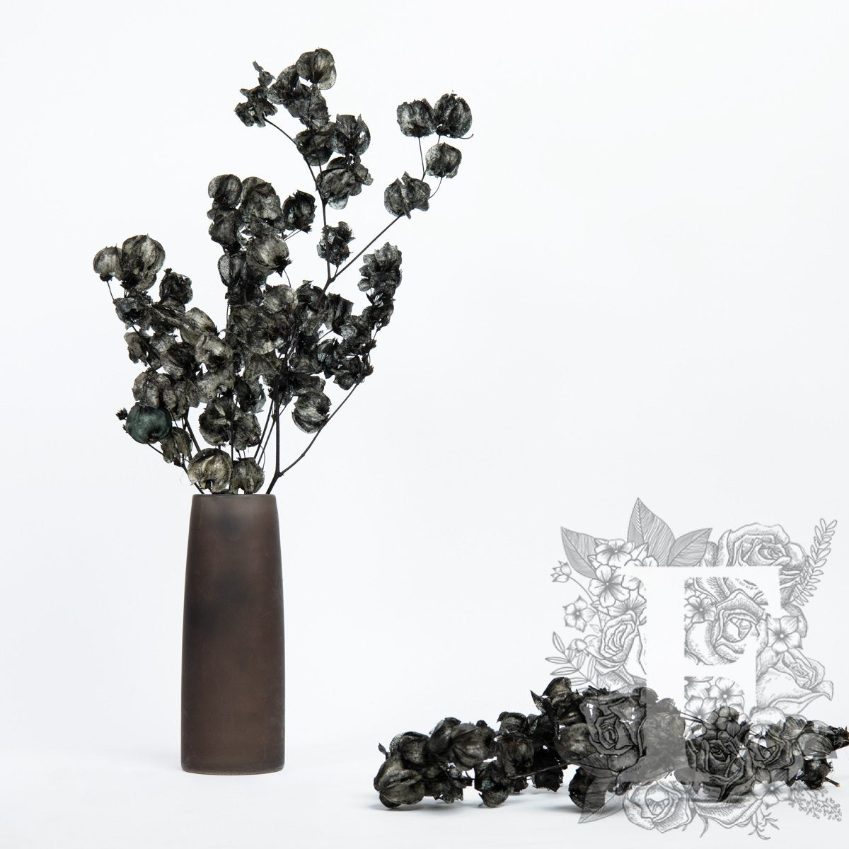 Bougainvillea - Stem