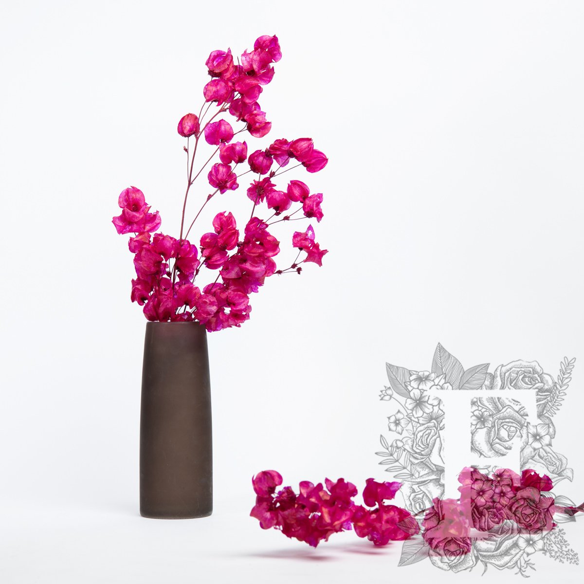 Bougainvillea Cerise 1