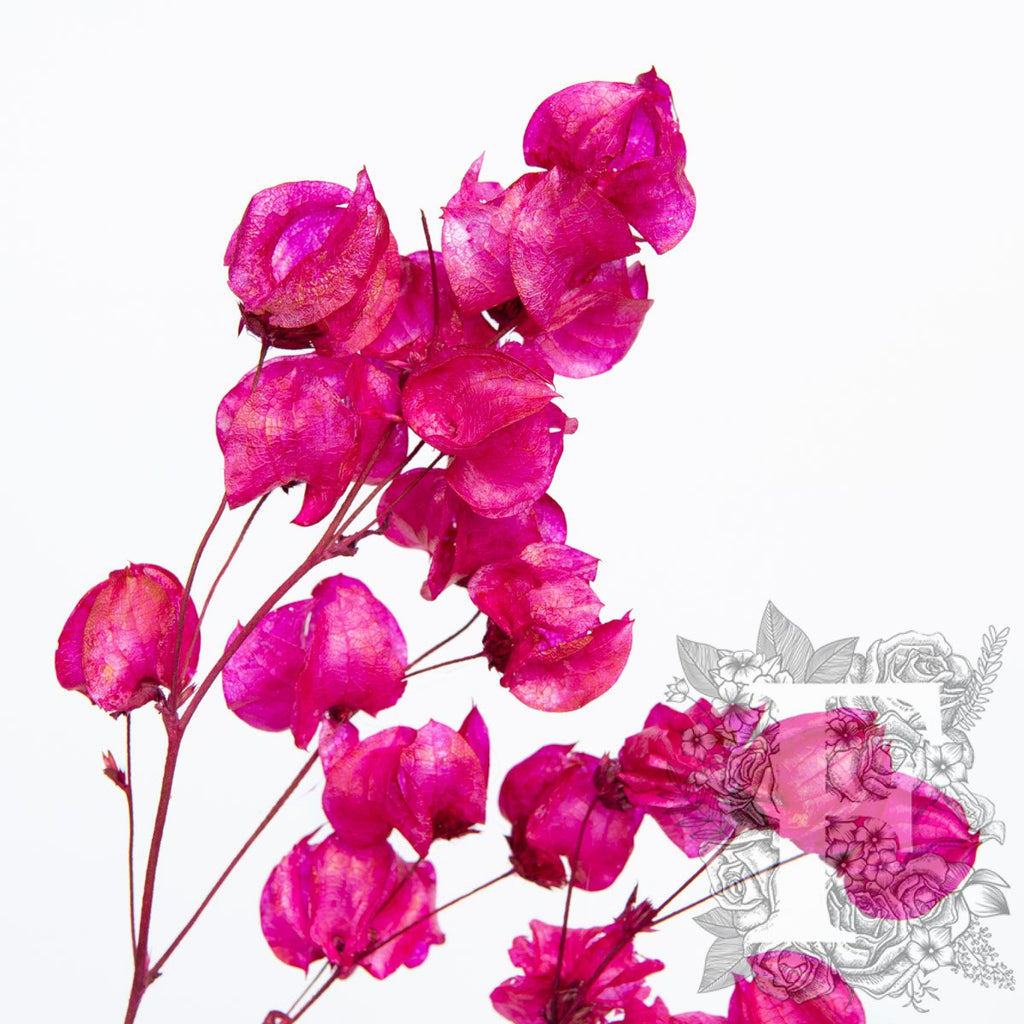 Bougainvillea Cerise 2