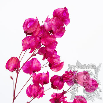 Bougainvillea Cerise 2