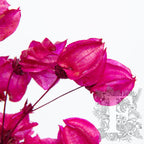Bougainvillea Cerise 3