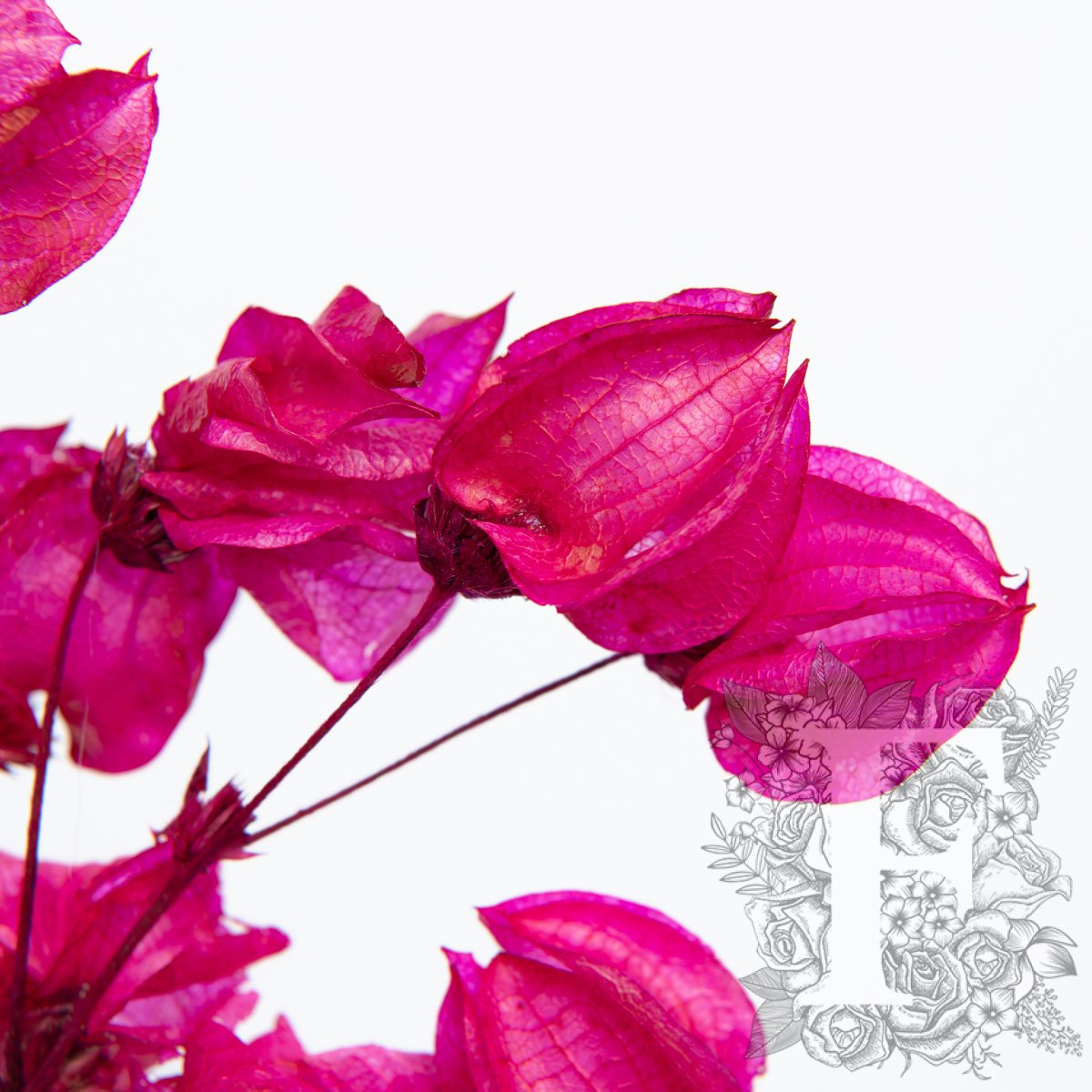 Bougainvillea Cerise 3