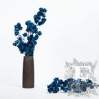 Bougainvillea - Stem