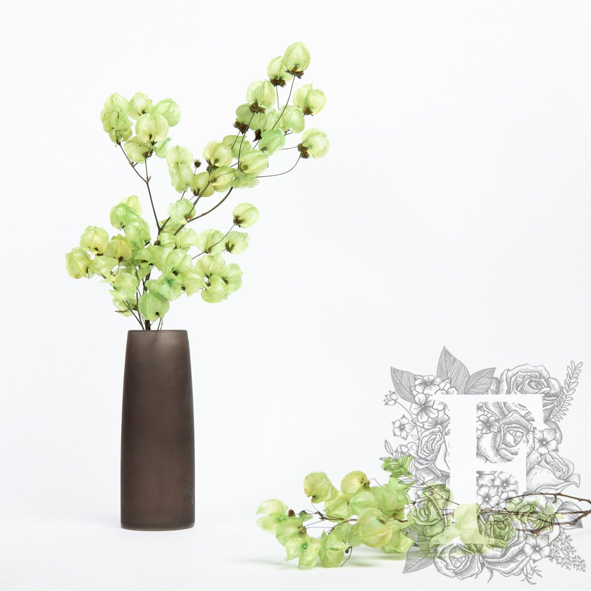 Bougainvillea - Stem