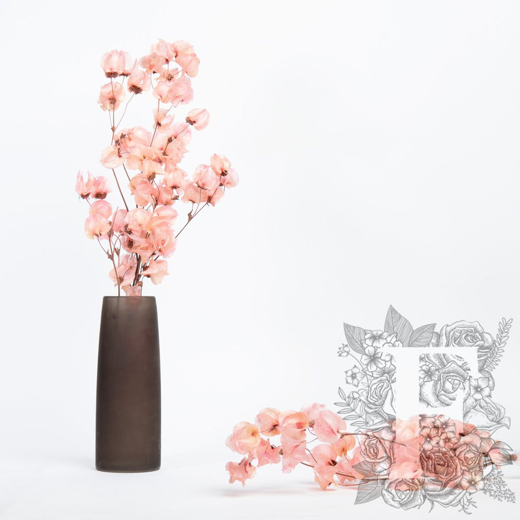 Bougainvillea - Stem