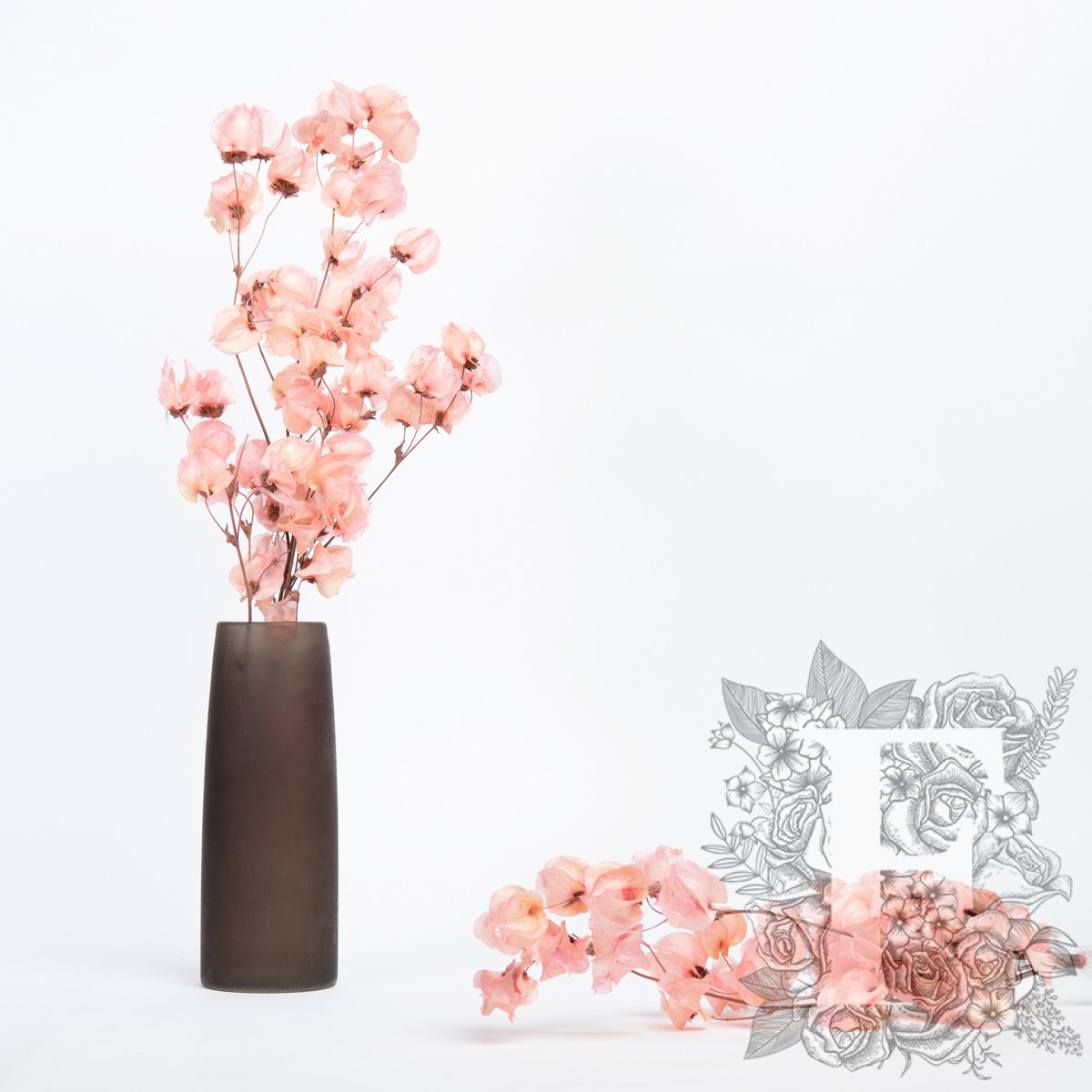 Bougainvillea - Stem