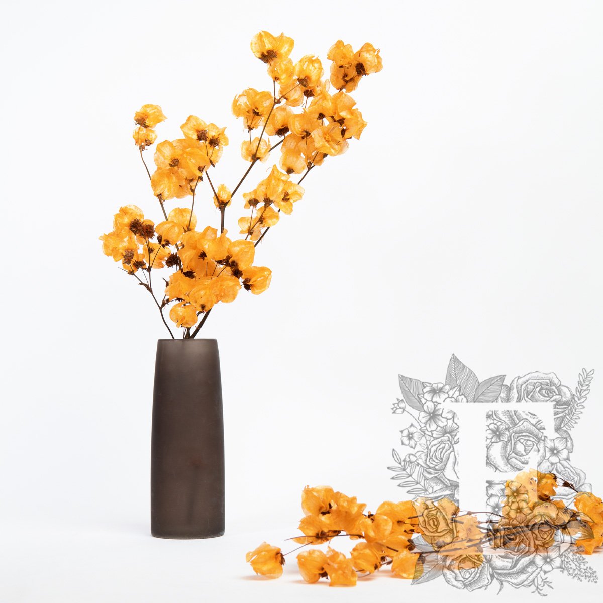 Bougainvillea - Stem