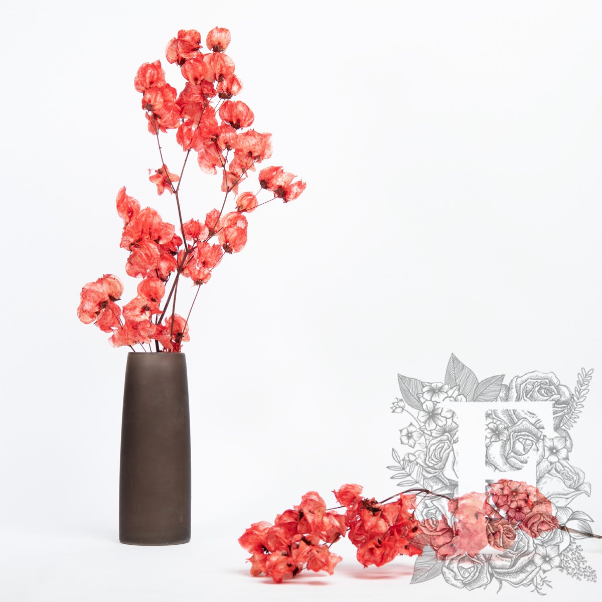 Bougainvillea - Stem