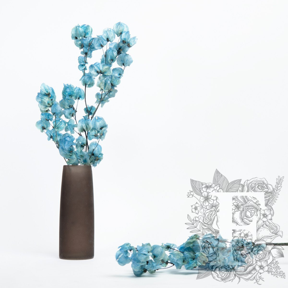 Bougainvillea - Stem