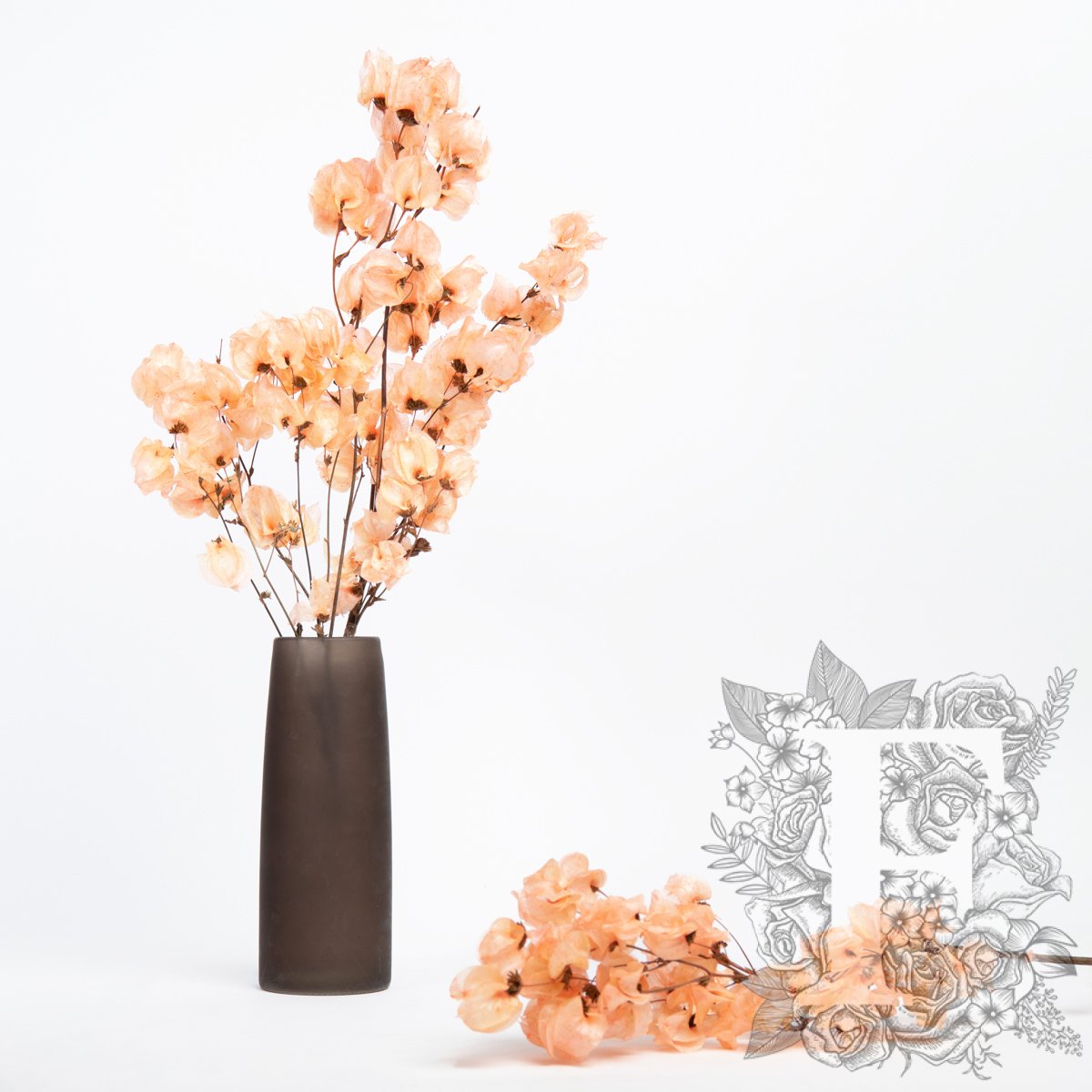 Bougainvillea - Stem