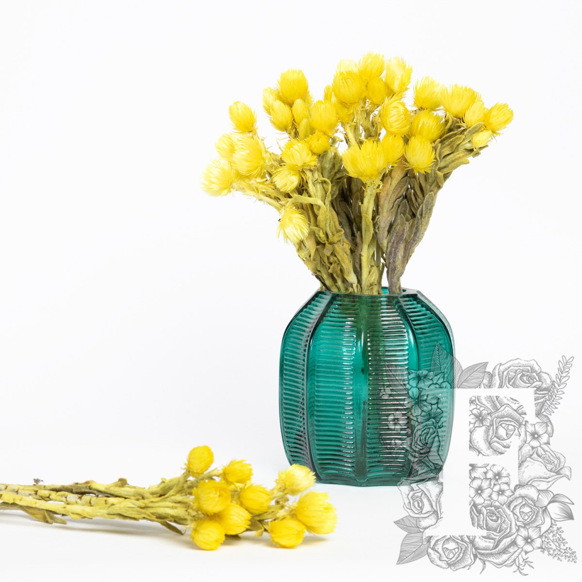 Cape flower - Everlasting - Bunch