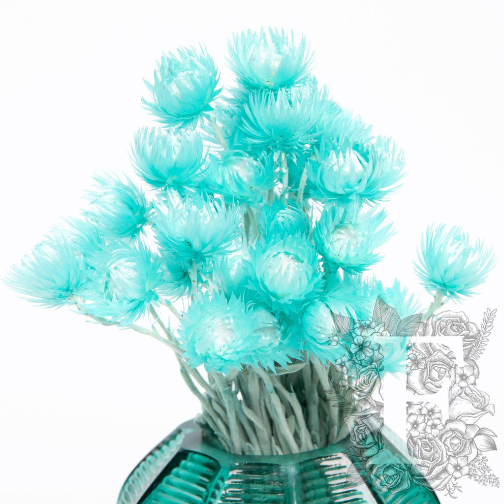 everlasting cape flower turq 2