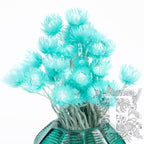 everlasting cape flower turq 2