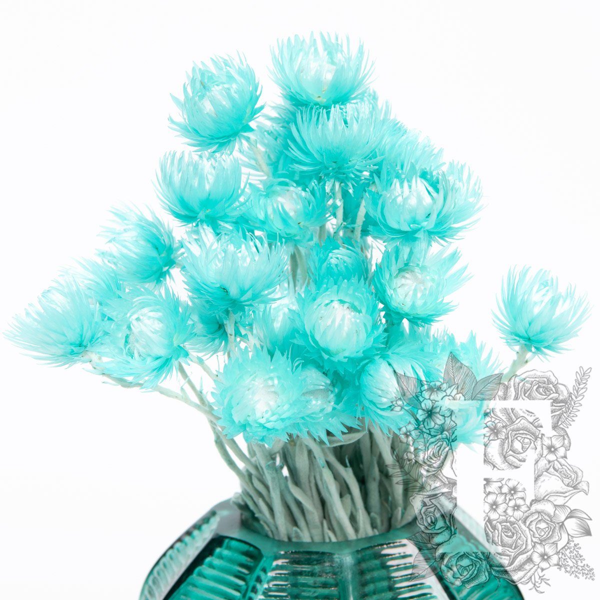 everlasting cape flower turq 2