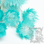 everlasting cape flower turq 3