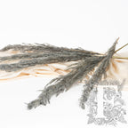 Pampas - Eryanthus - 3 Stem - 120cm