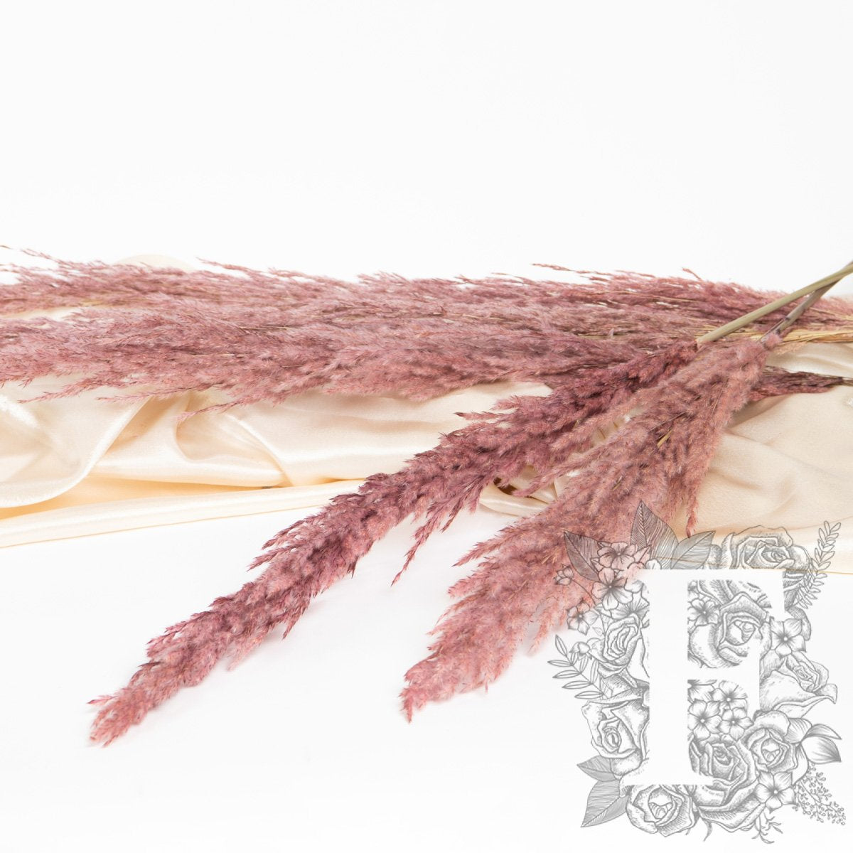 Pampas - Eryanthus - 3 Stem - 120cm