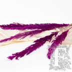 Pampas - Eryanthus - 3 Stem - 120cm