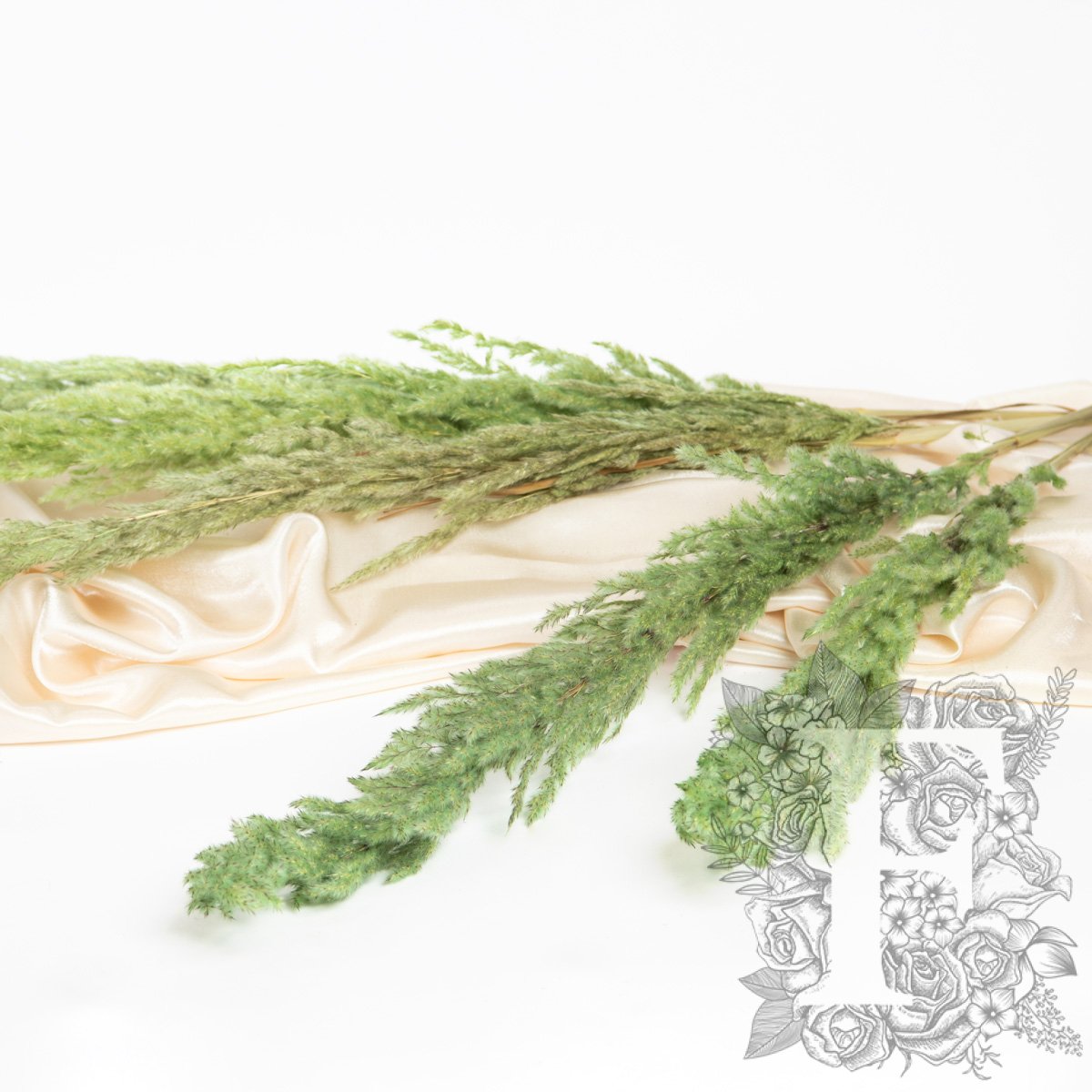 Pampas - Eryanthus - 3 Stem - 120cm