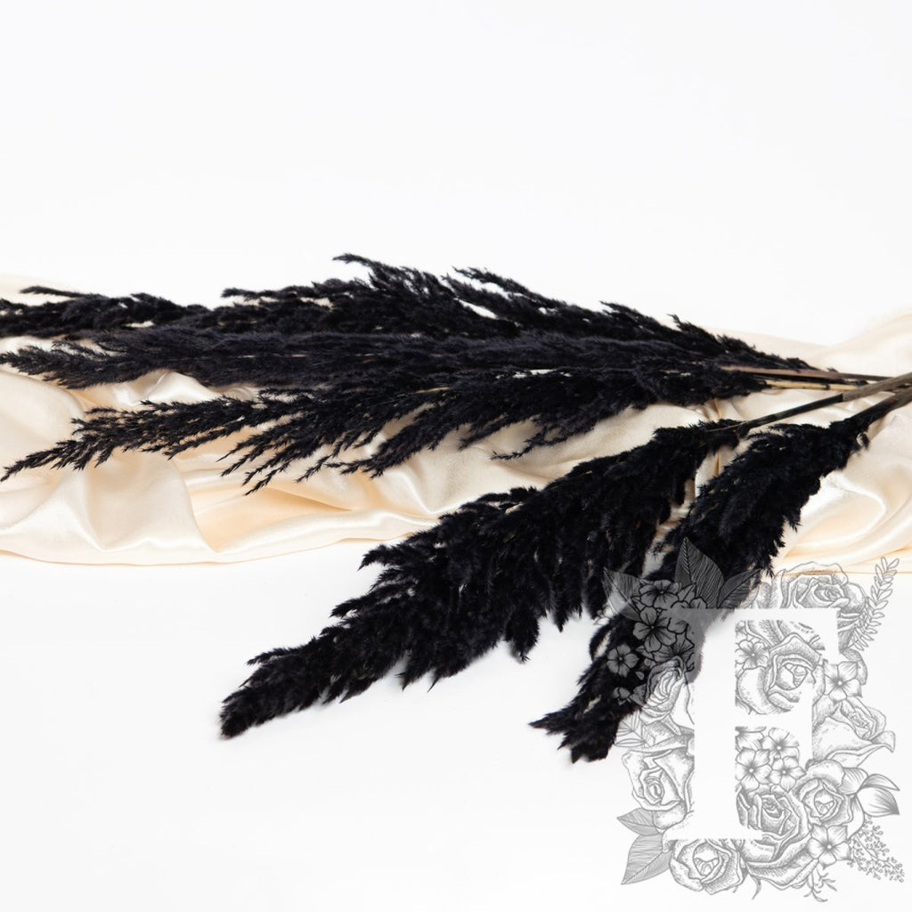 Pampas - Eryanthus - 3 Stem - 120cm