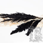 Pampas - Eryanthus - 3 Stem - 120cm