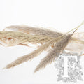 Pampas Eryanthus 1