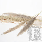 Pampas Eryanthus 1