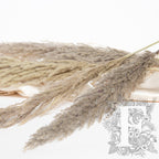 Pampas Eryanthus 2