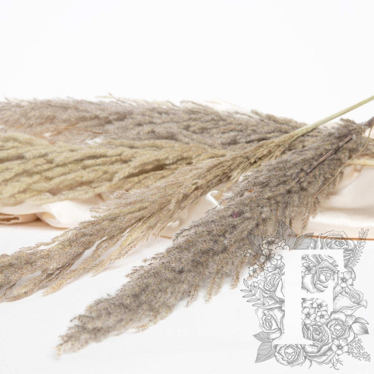 Pampas Eryanthus 2