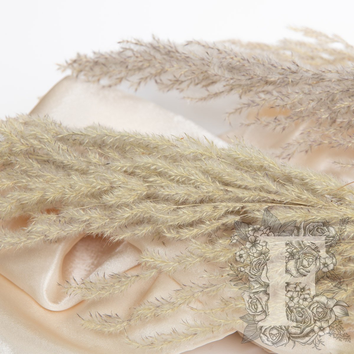 Pampas Eryanthus 3