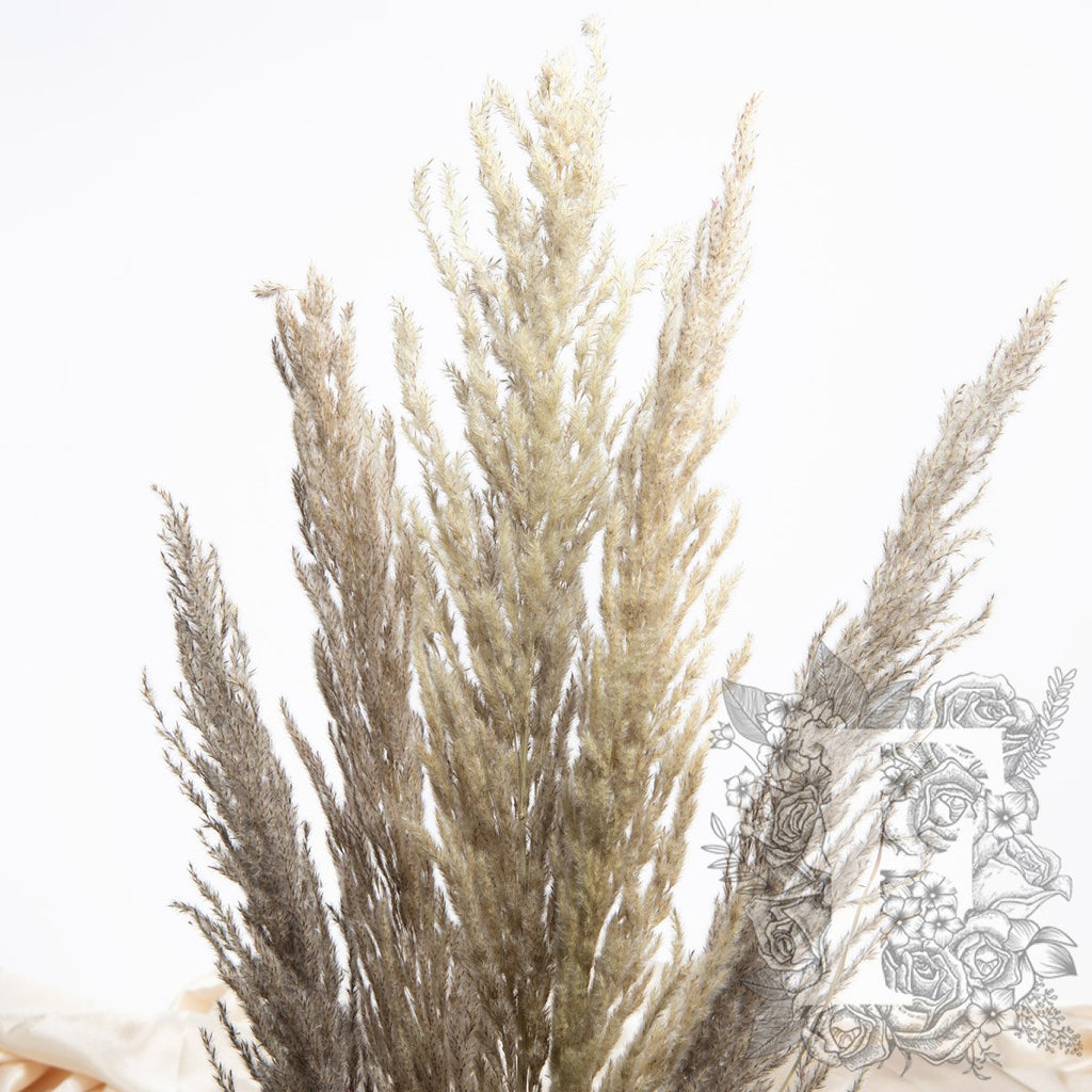 Pampas Eryanthus 4