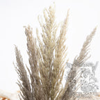 Pampas Eryanthus 4